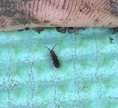 Willowsia nigromaculata