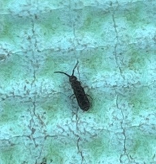 Willowsia nigromaculata