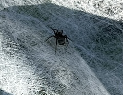 Pardosa