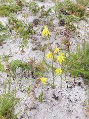 Moraea bituminosa