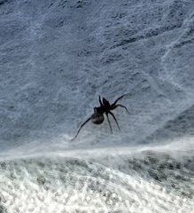 Pardosa