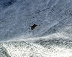 Pardosa