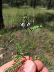 Dalea urceolata
