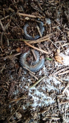 Tachypodoiulus niger