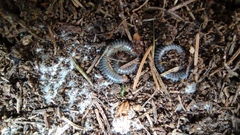 Tachypodoiulus niger