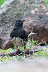 Turdus cardis