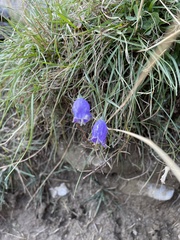 Campanula scheuchzeri