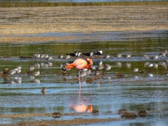 Phoenicopterus ruber
