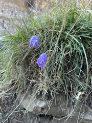 Campanula scheuchzeri