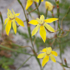 Moraea bituminosa