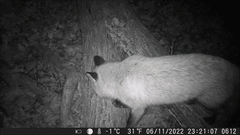 Vulpes vulpes