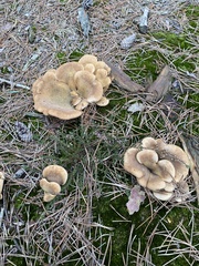 Tapinella panuoides