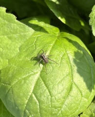 Pardosa