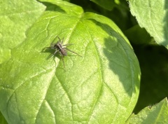 Pardosa
