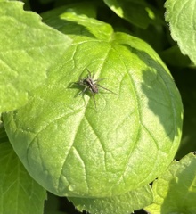 Pardosa