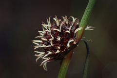 Australian Bristle-rush (Chorizandra)