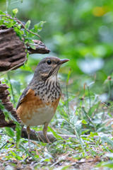 Turdus hortulorum