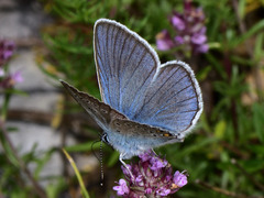 Polyommatus amandus