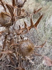 Cirsium eriophorum