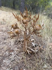 Cirsium eriophorum