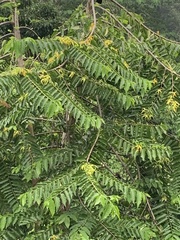 Cananga odorata