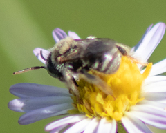 Anthophorula