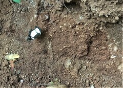 Janatella leucodesma