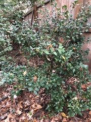 Camellia sasanqua