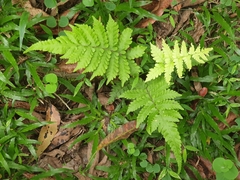 Christella dentata