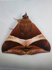 Bastilla fulvotaenia