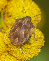 Homaemus aeneifrons