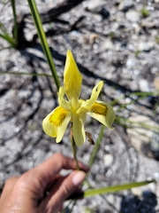 Moraea neglecta