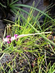 Disperis paludosa