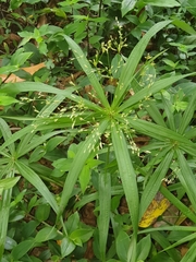 Cyperus albostriatus