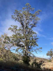 Quercus