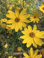 Helianthus angustifolius