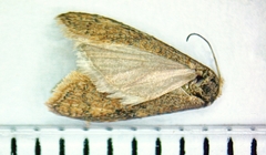 Acleris stadiana