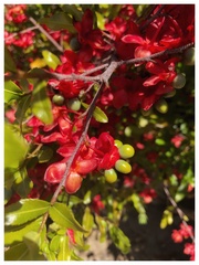 Ochna serrulata