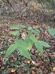 Viburnum setigerum