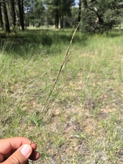 Aristida arizonica
