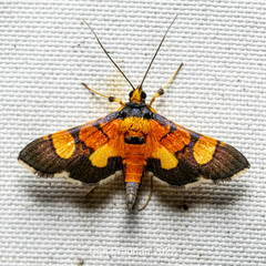 Aethaloessa