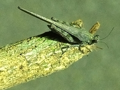 Tetrigidae