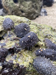 Onchidella steindachneri