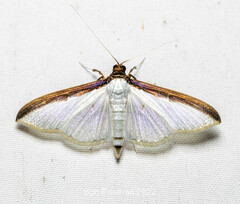 Cydalima laticostalis