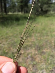 Aristida arizonica
