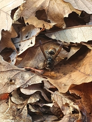 Vespa velutina nigrithorax