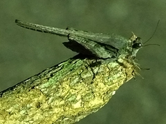 Tetrigidae