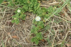 Mesembryanthemum aitonis