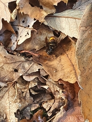 Vespa velutina nigrithorax