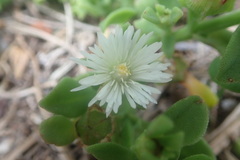 Mesembryanthemum aitonis